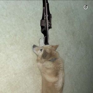 Meet your Posher, Lewis